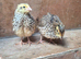 Coturnix Quails 4 weeks old