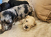 Cockerpoo puppies