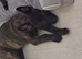 Belgium malinois x Dutch hurder