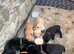 Labrador puppies for sale
