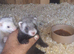 Baby ferrets