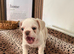 French bulldogs