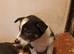 Traditional and Merle Border Collie Puppies