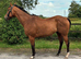 Smart 15.3h 8yo Irish TB gelding ROR
