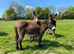 Loving donkeys looking for loving homes geldings