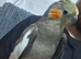 Cockatiel (hand tame)