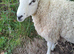 Lleyn Shearlings/Yearlings Rams 14 Months Old