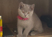 British Shorthair Kittens for sale