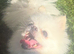 Beautiful kc reg Pom female