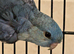 Lineolated Male