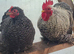 Pekin trio