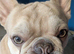 Teddy the beautiful french bulldog