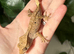 Various Crested Geckos