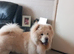 Gorgeous white chow chow