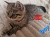 4 beautiful exotic x kittens
