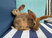 10 BELGAIN HARE KITS