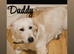 Golden retriver puppies