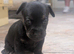 Beautiful puppies available