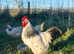 Light sussex - Buff Sussex chicks and hatching eggs