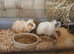 3 male baby guinea pigs