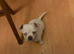 Beautiful be more Barry pup