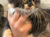 Lovely girl kittens