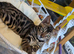 Rare charcoal Bengal kitten Purebred pedigree