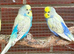 Aviary full of beautiful budgies