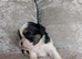 Shih Tzu puppys