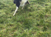 Miniature Shetland gelding