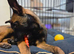 Working-Line Belgian Malinois Puppy. Experienced Home Required