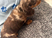 Chocolate merl puppies