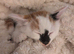 10 Weeks Old Kittens