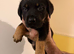 Rotador puppies for sale