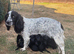 Stunning Cockapoos