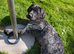 Gurman wire hair pointer/ gurman sort haired ponter