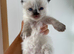 Stunning ragdoll ready soon