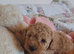 Beautiful toy poodle babies