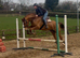 Outstanding Gelding