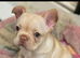 Rope french bull dog puppies