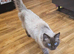 pure ragdoll seal point mink male