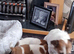 Jack russel pups