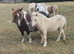 Palomino Shetland Colt Foal