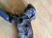 Beautiful 11-Week-Old Cockapoo Puppy (Spaniel Type) – Bournemouth