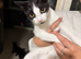 4 cats for sale