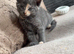 Russian blue x tabby kittens