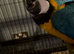 Blue and gold baby macaws