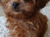 Beautiful Ruby Red & White Cavapoo Puppies