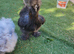 Usa bearded silkie cockerels FREE