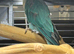 Blue female alexandrine for sale